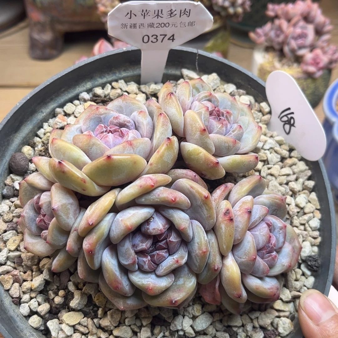 绿底紫心374/13cm5头