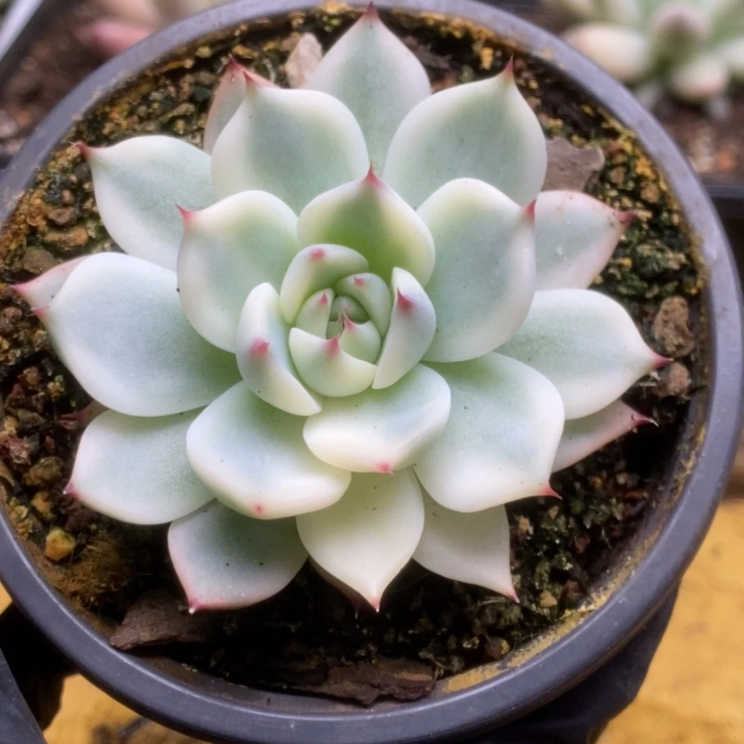 222锦锦锦锦锦锦锦锦