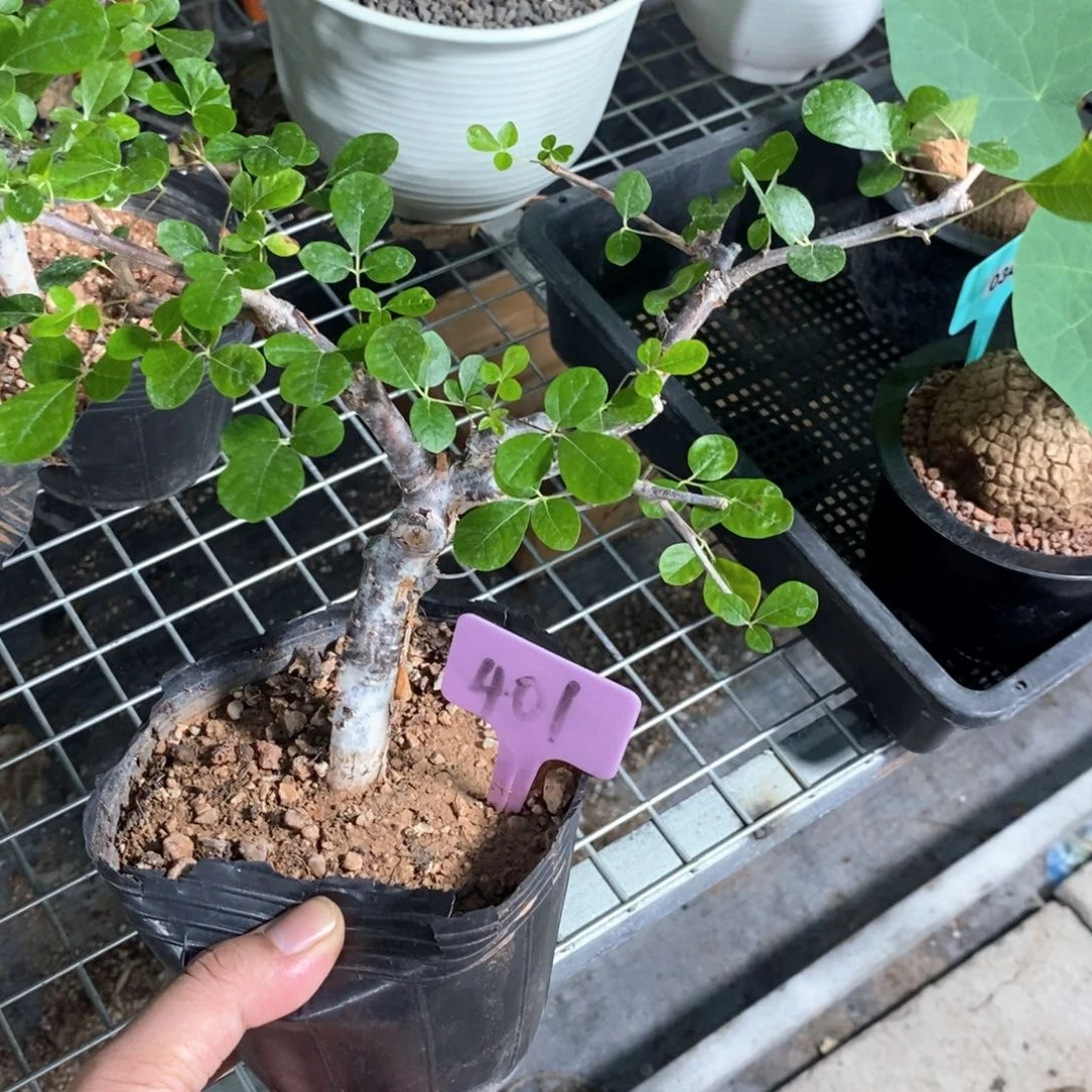奥比克橄榄多肉植物