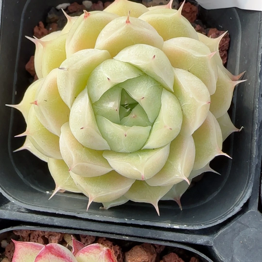 ?****花语逸境0211-70