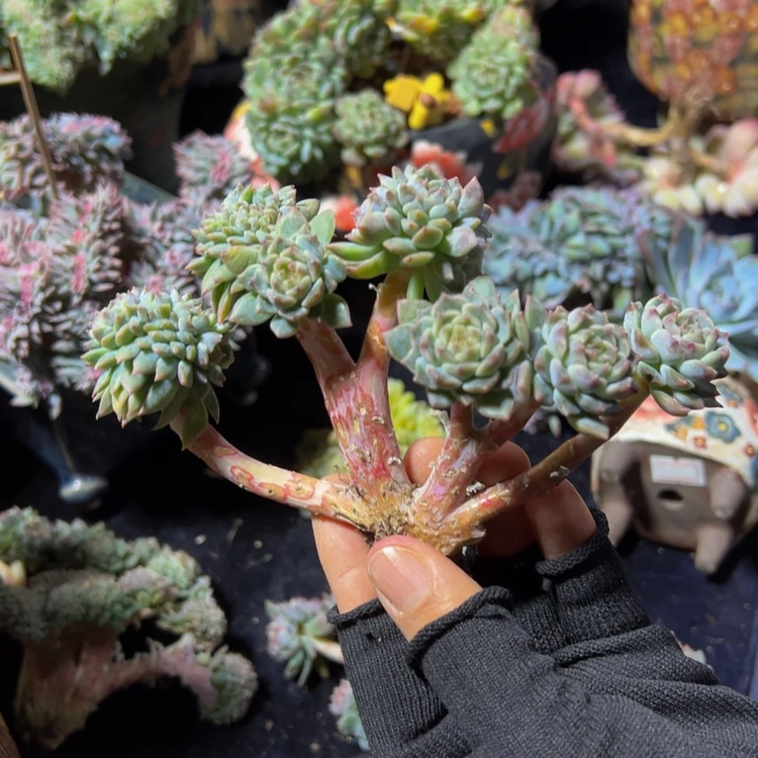 黄粉心冰魄缀微瑕