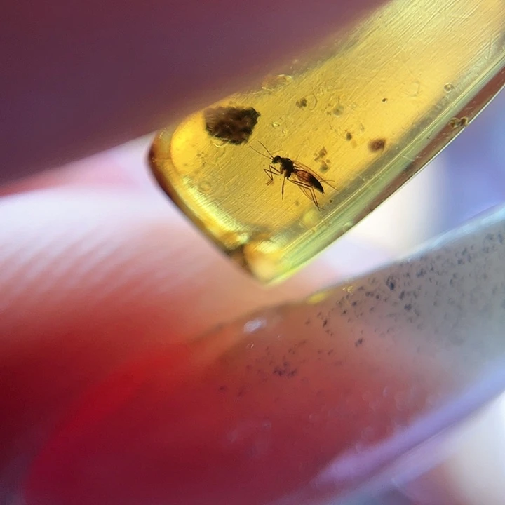 琥珀裸石未镶嵌！