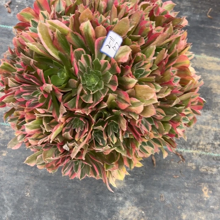 ?***涯光辉多肉断枝不包7