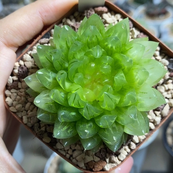 琥珀樱变1111111111