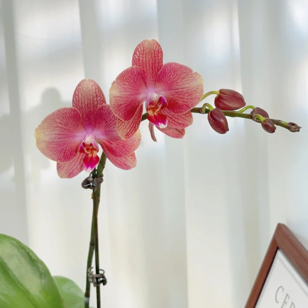 成功优选【金鲑鱼】蝴蝶兰精致组盆花卉盆栽四季植物