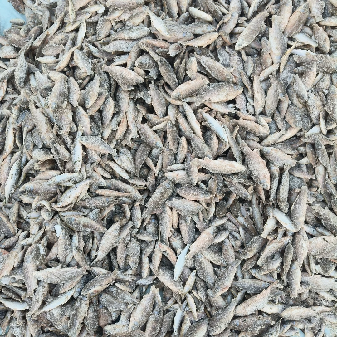 松花江野生杂鱼酱顿油炸嘎嘎好吃（4斤）中通快递包邮