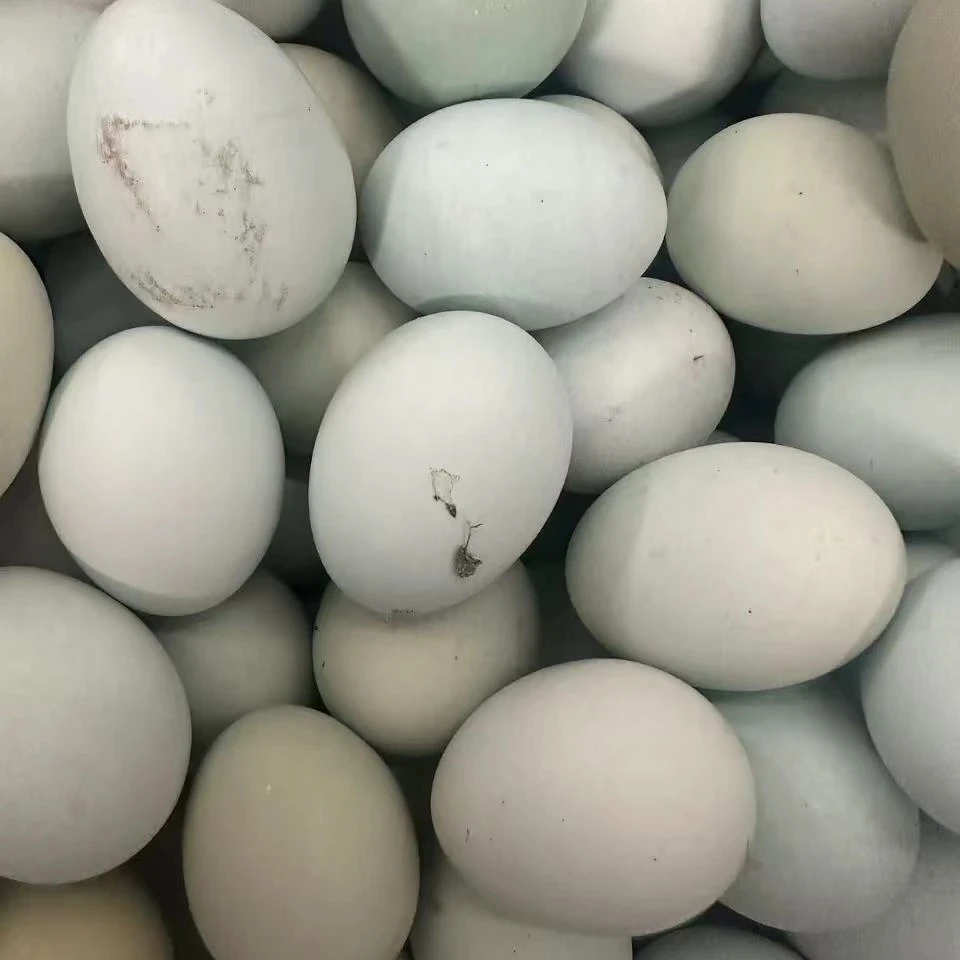 【土鸡蛋】农家散养绿壳鸡蛋