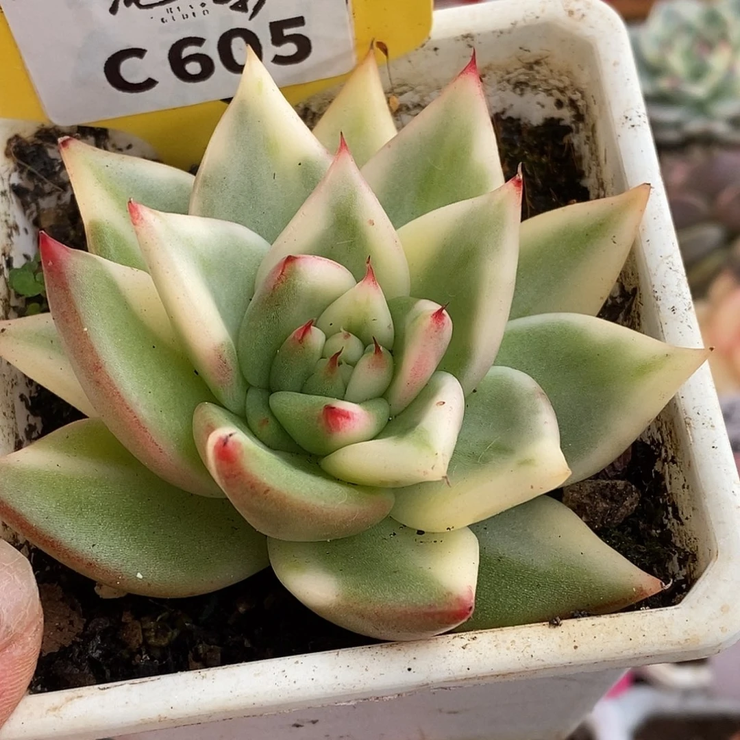 605哈哈哈哈哈哈哈哈