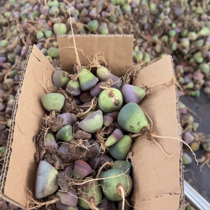 一箱拖土单头8888888888