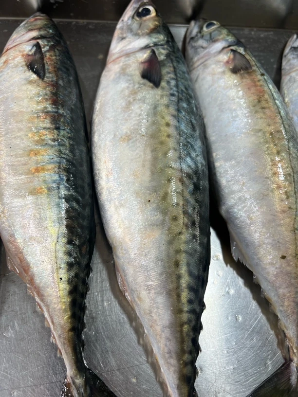 大连野生胎鲅鱼 青花鱼 四斤 顺丰包邮