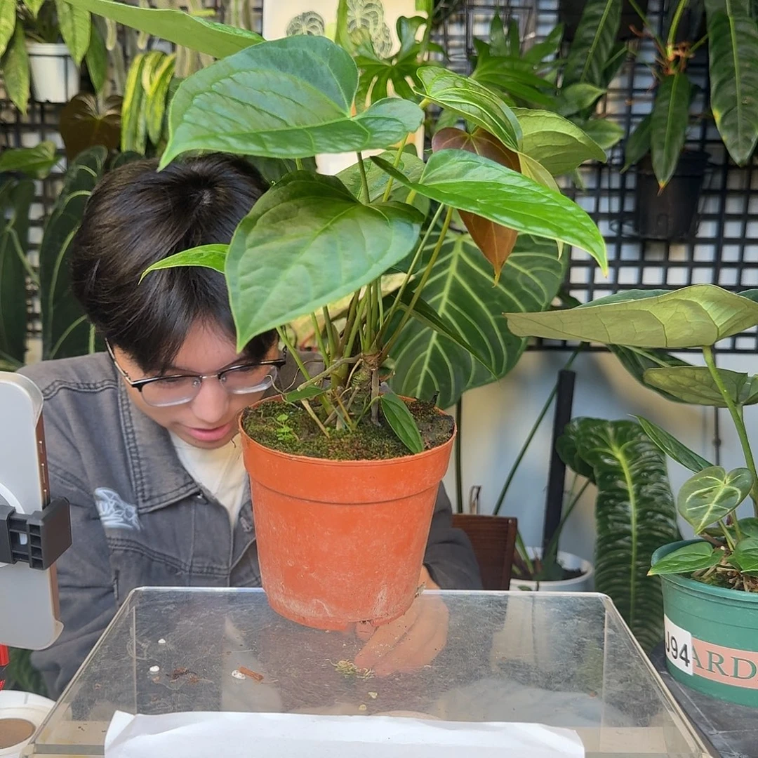 完全开放J96华丽杂绿丝绒