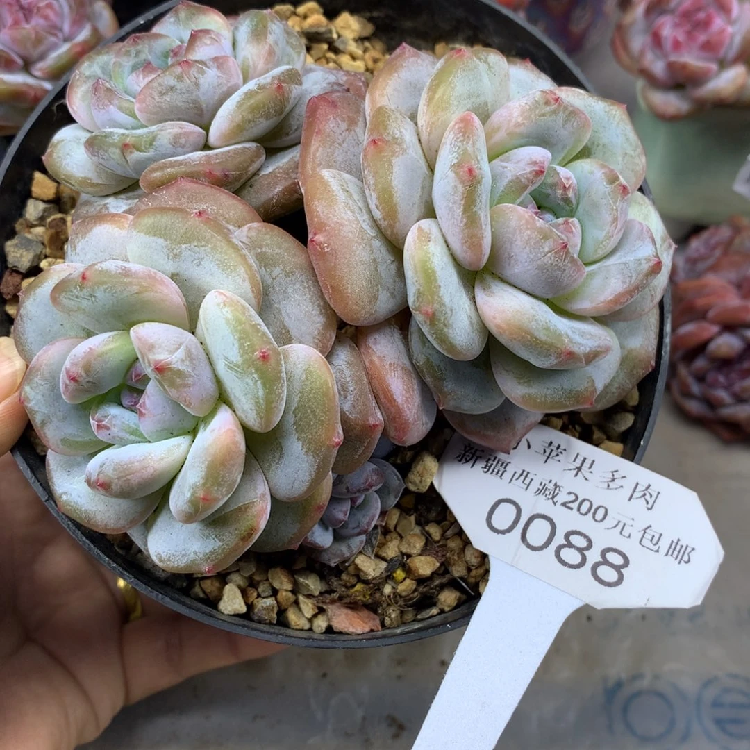 *****绿底紫心088/11cm3头