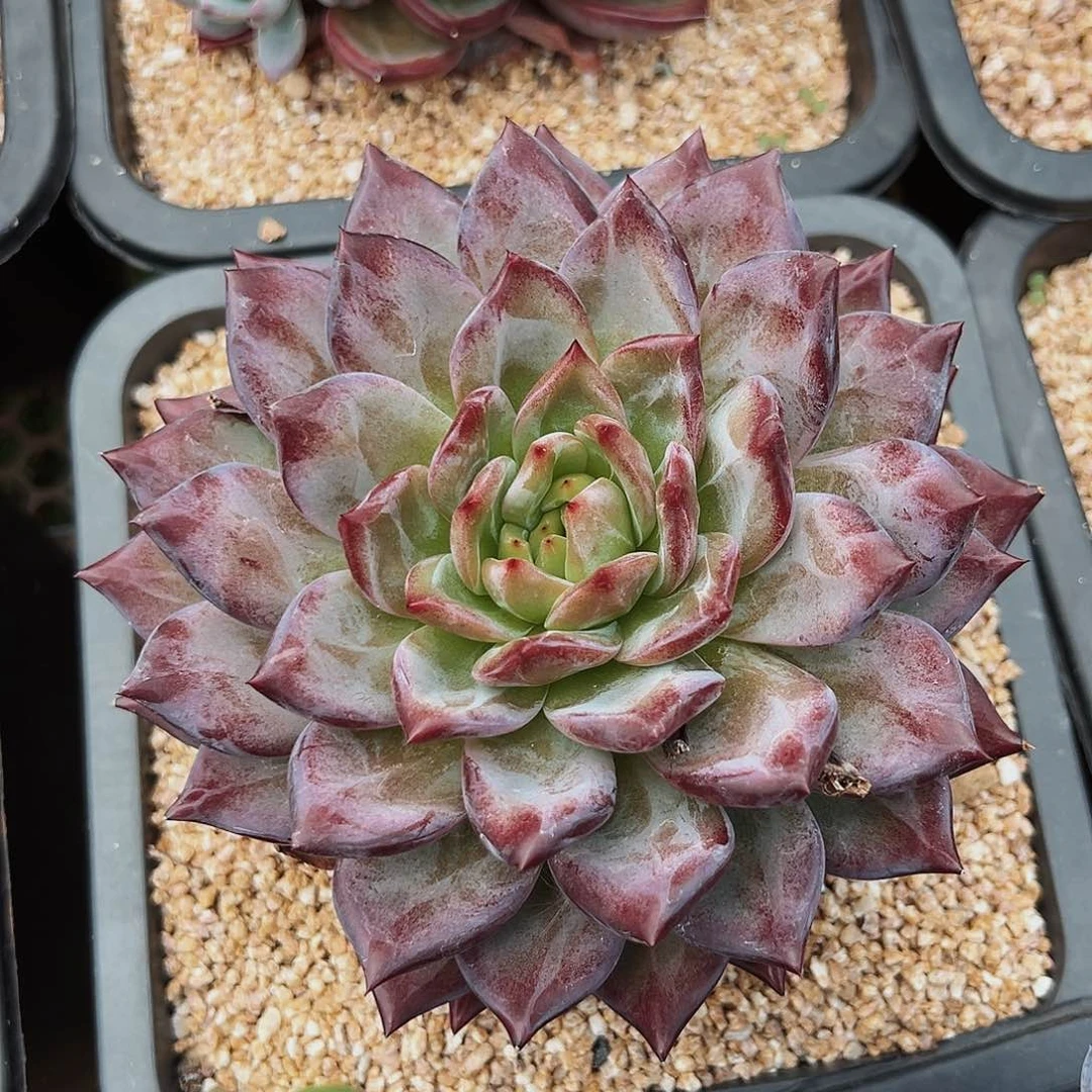 7-17-05紫罗兰女王