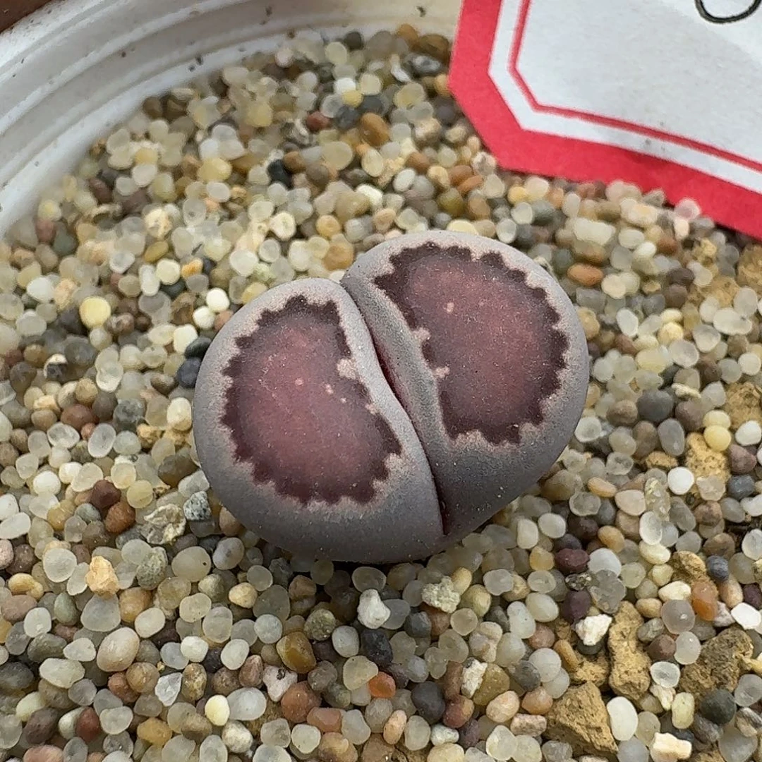 6多肉哈哈哈哈哈哈哈