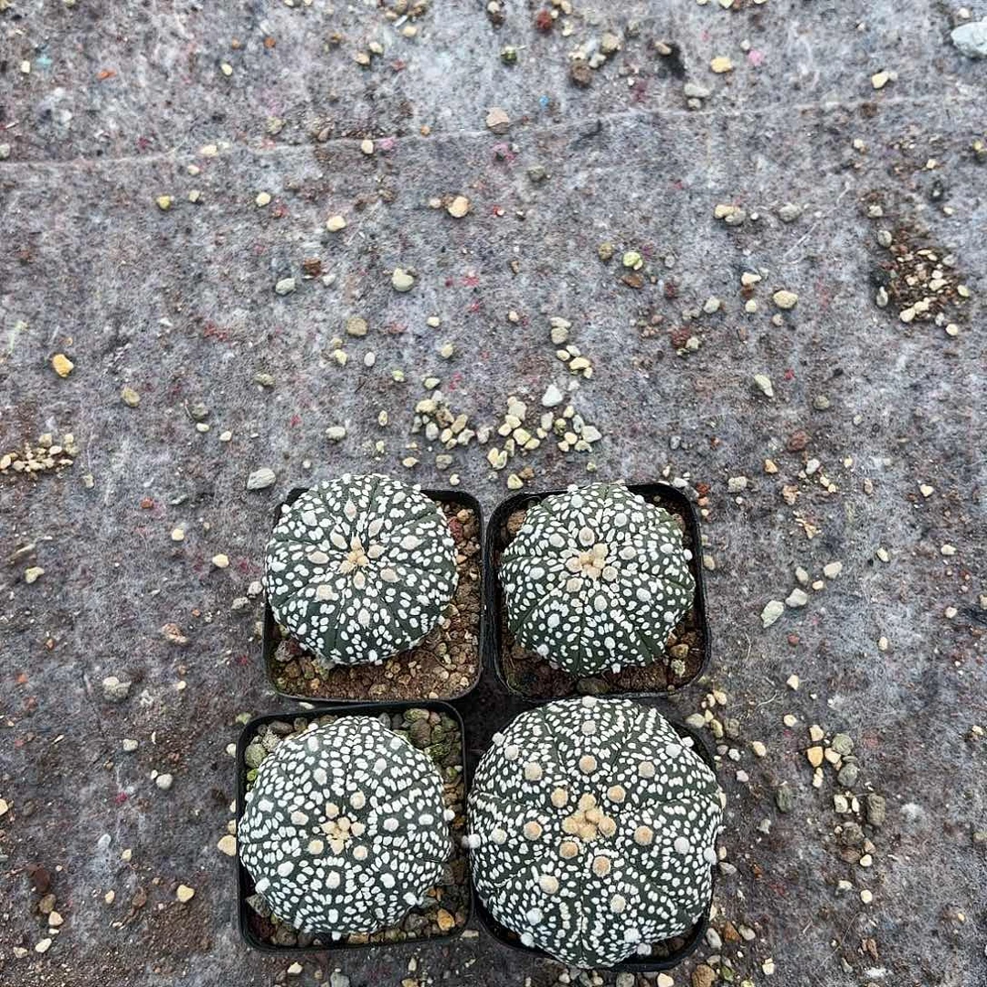 5cm，脱土发，保健康