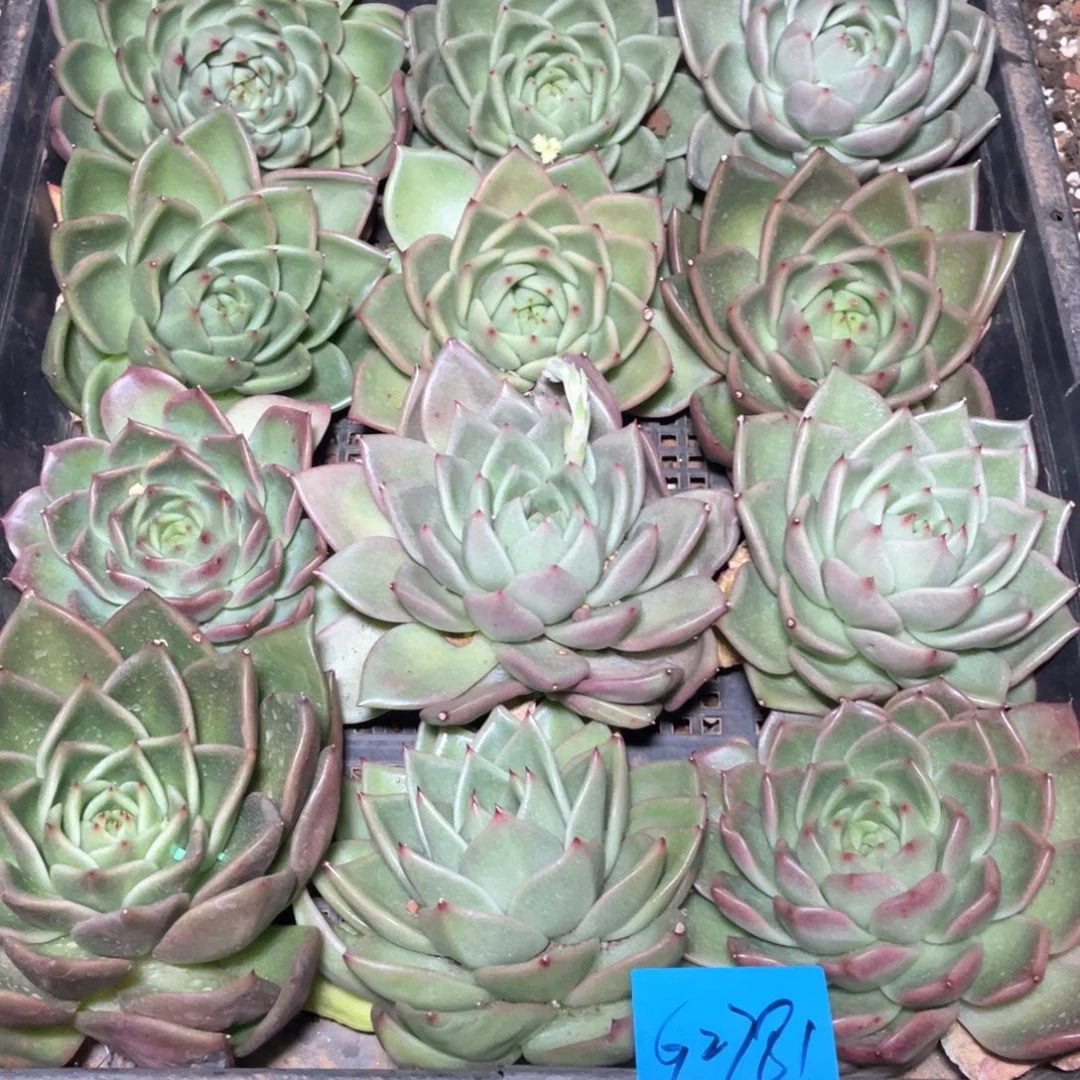一筐特价福利不售后2781