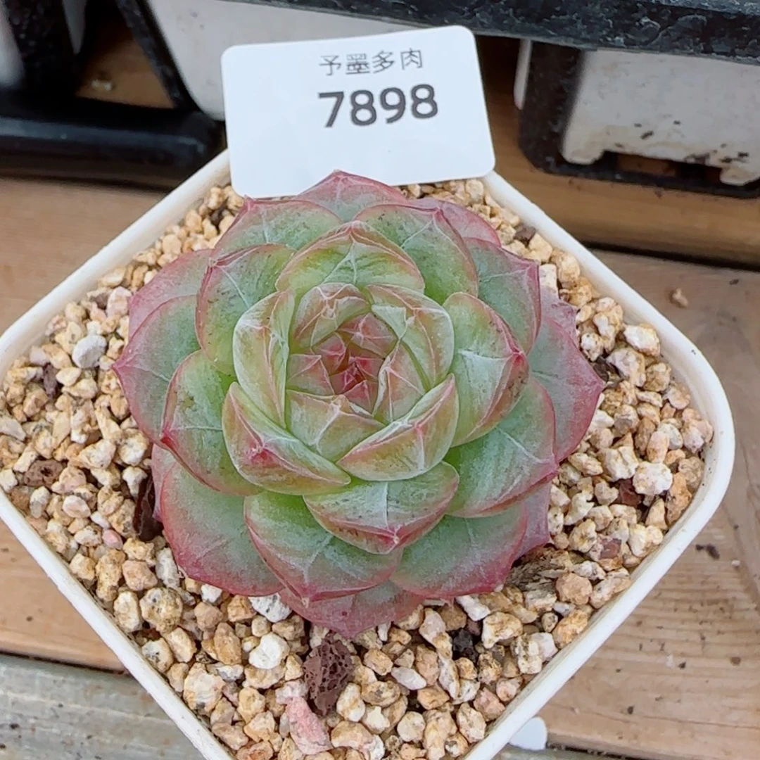 紫罗兰仙子，7898多肉植物
