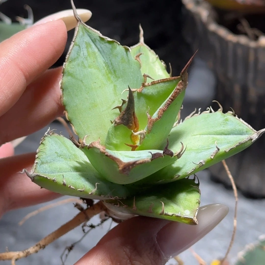 实生8号啦啦啦啦啦啦啦啦