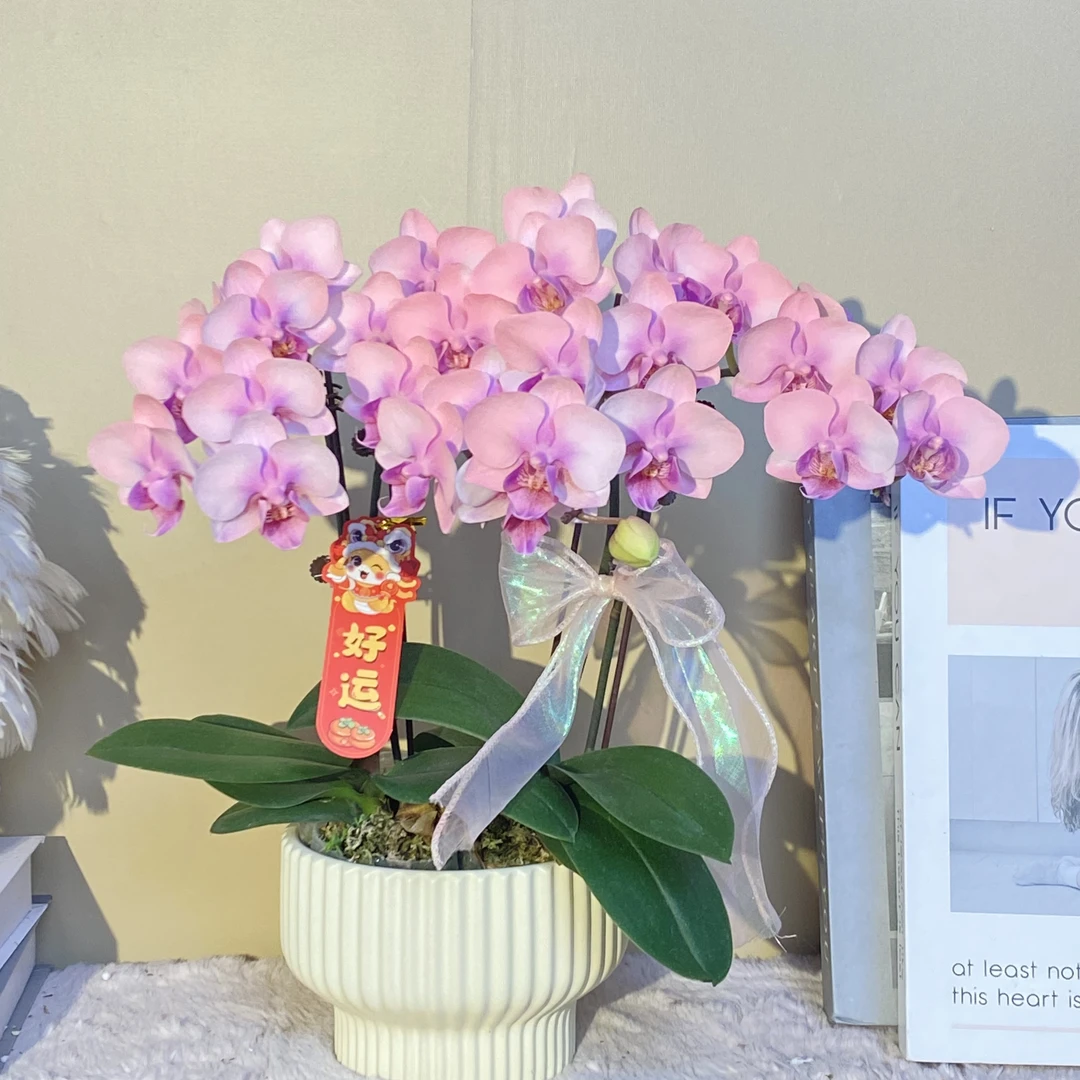 秘密花园 泡芙小姐 蝴蝶兰   特殊工艺  植物上色蝴蝶兰真花盆栽