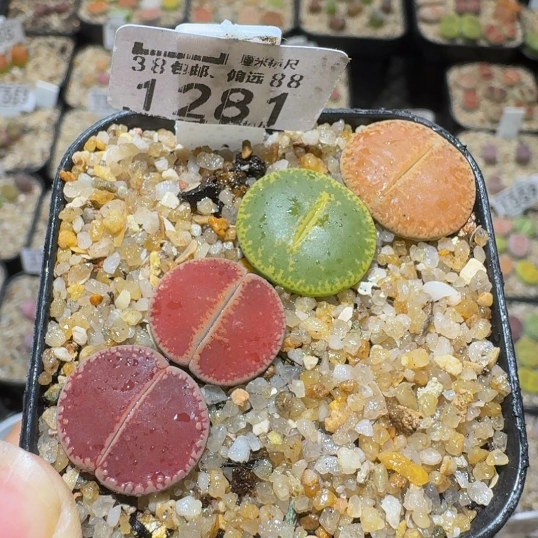 Sssss绝绝绝子生石花1281