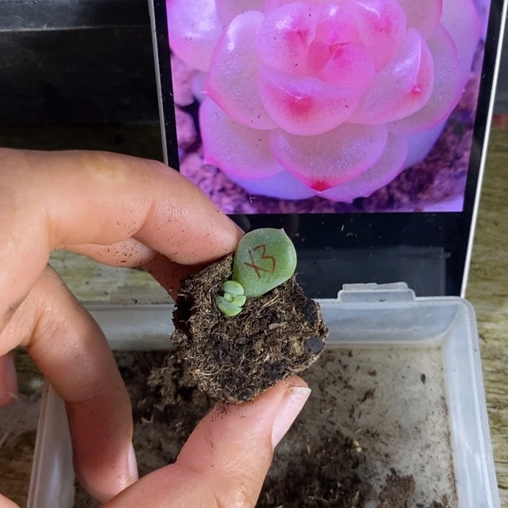 桃花x3芽苗一个多肉