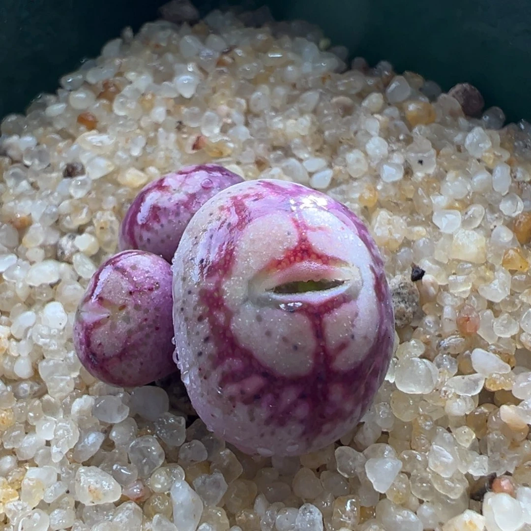 424。青蛙优选原始八重杂