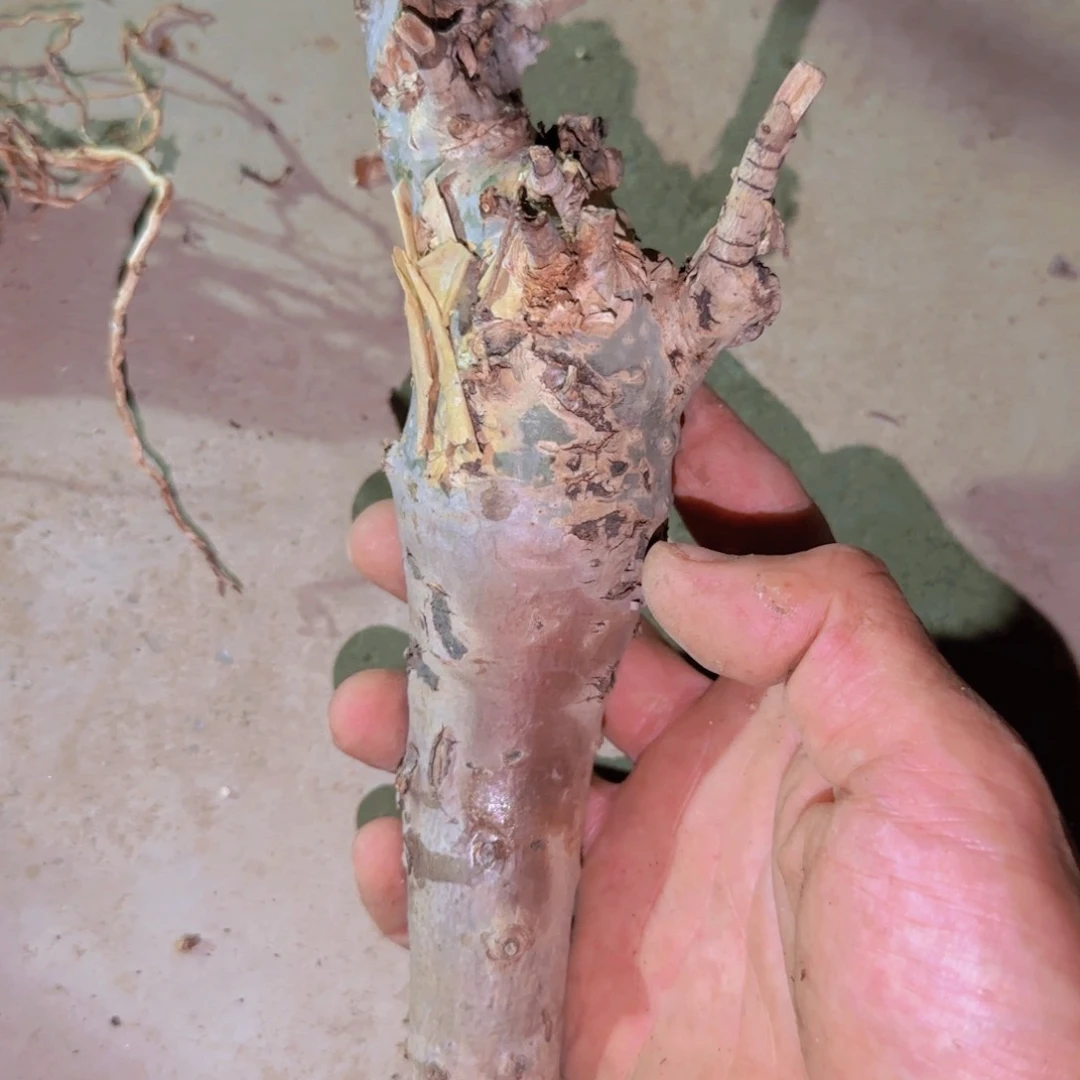 W**哇块根植物块根植物
