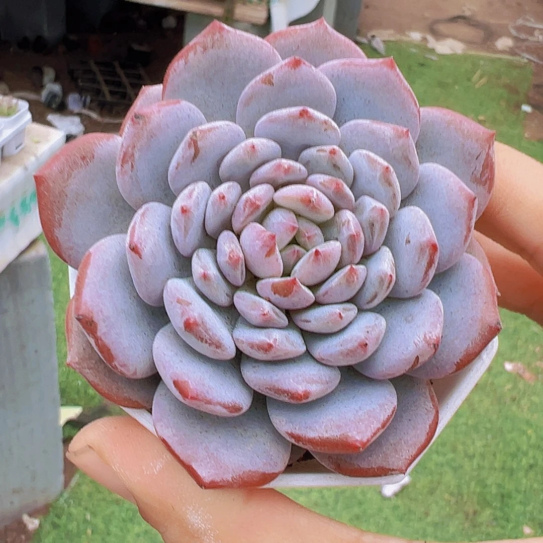 大单头玉芙蓉19包邮