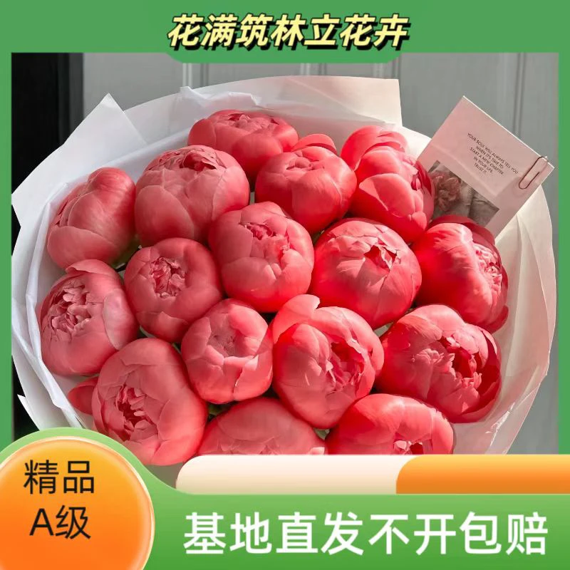 【落日珊瑚】荷兰进口A级会变色的芍药头茬鲜切花 菏泽直发