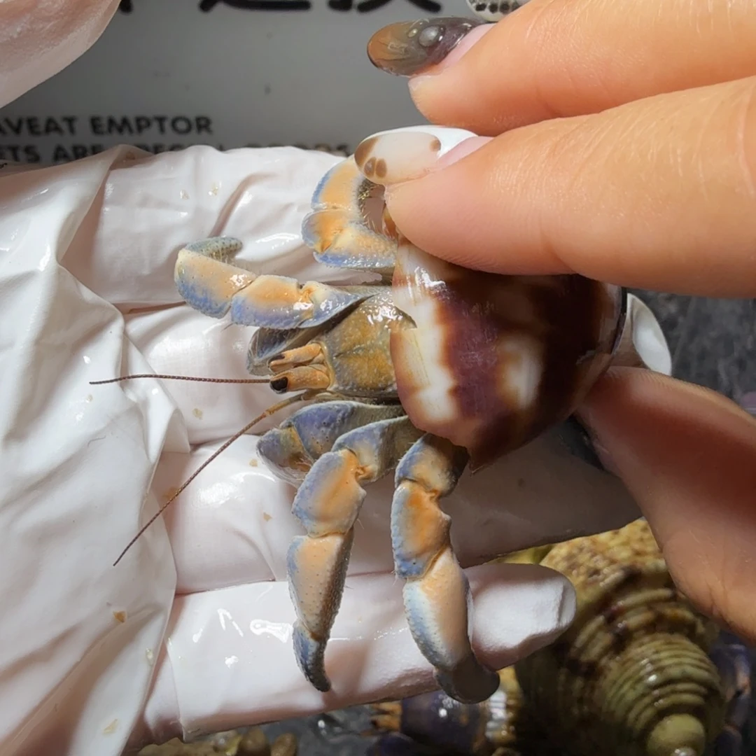 2.6口 蓝橘丝袜腿