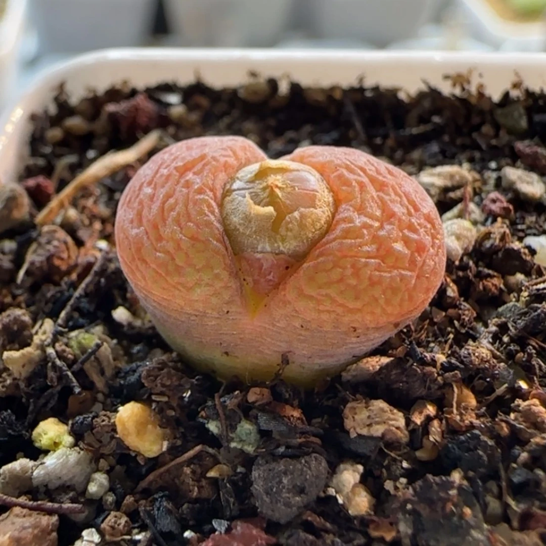 【闪购商品】B*20548