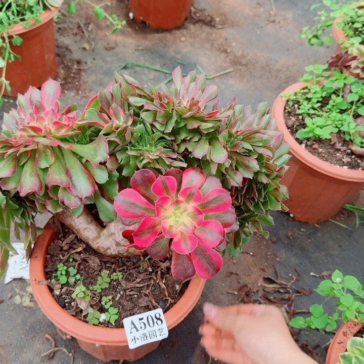 508香妃缀化多肉植物