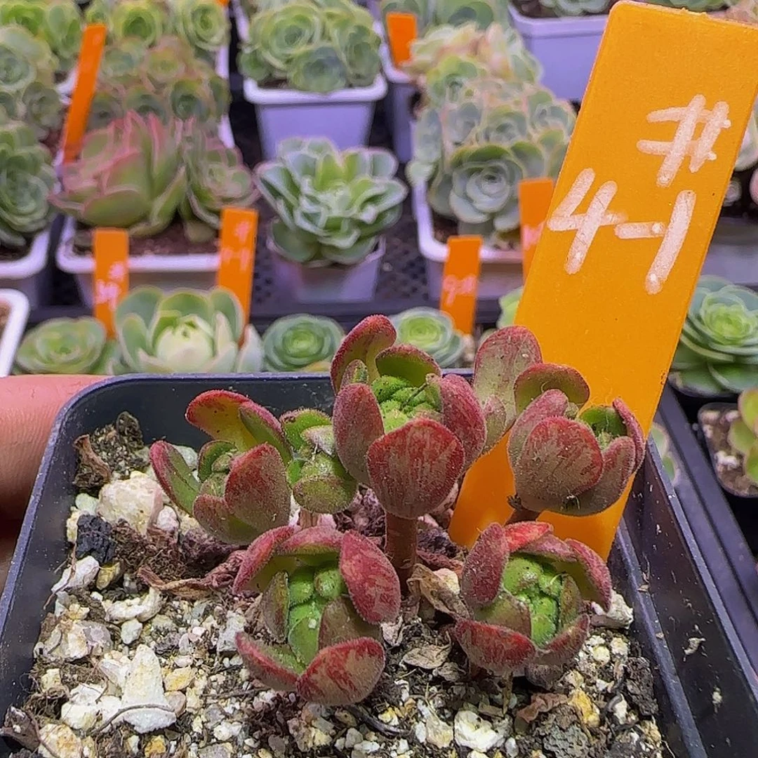 红舞女 非偏远包邮玻璃心慎拍