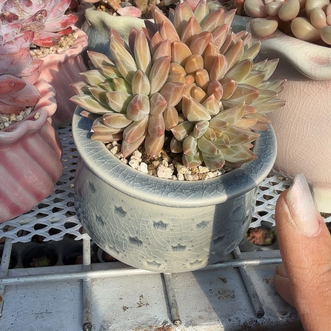 幻影美人带盆多肉