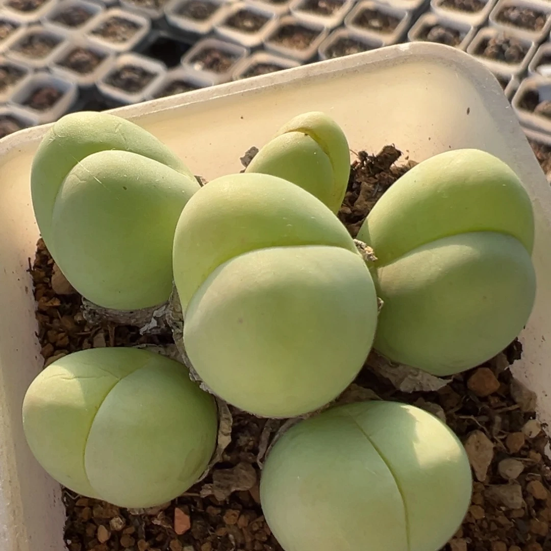 134多肉植物百科植物