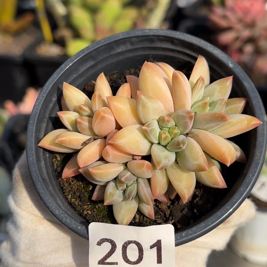 201号一物一拍一物一拍
