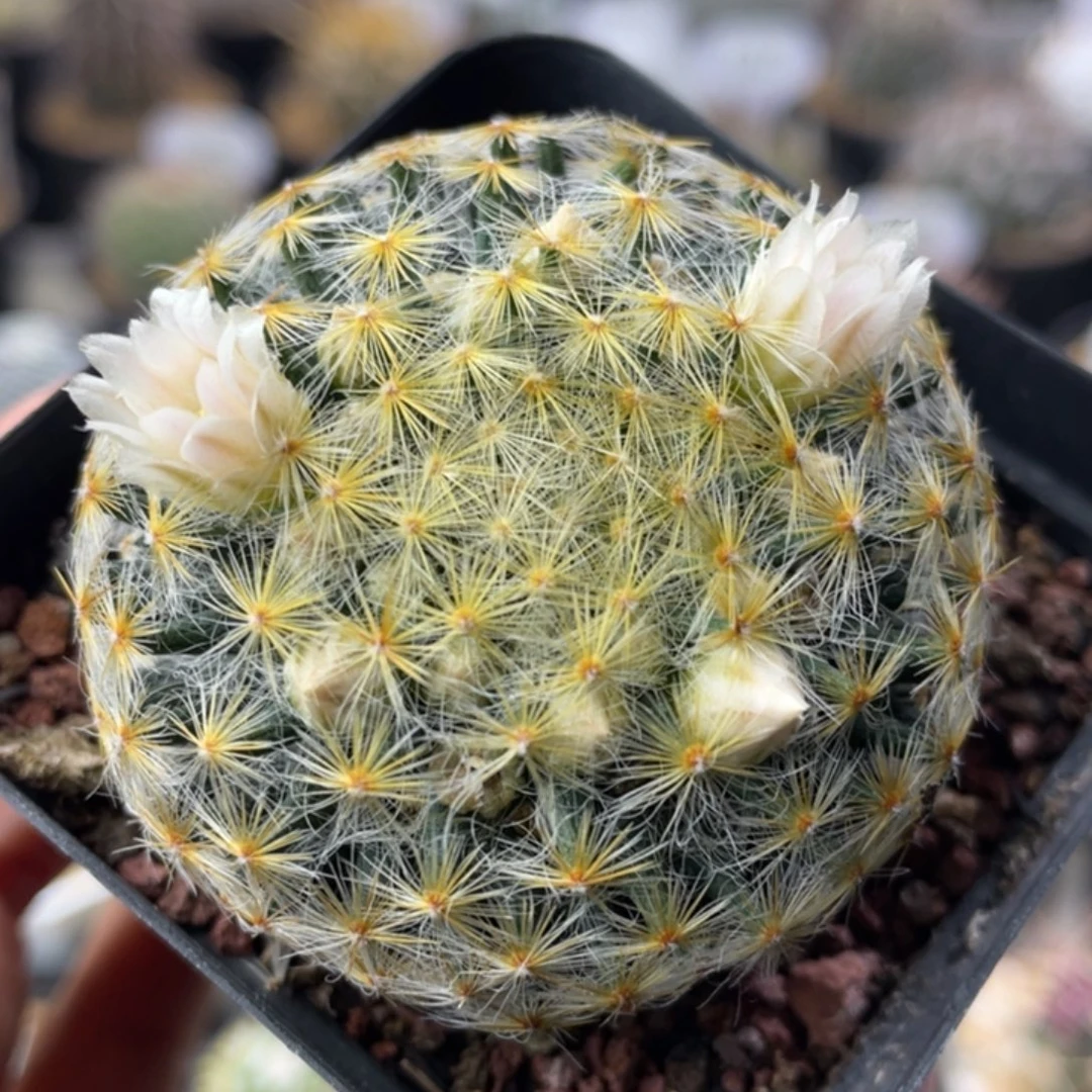 明星         实生根