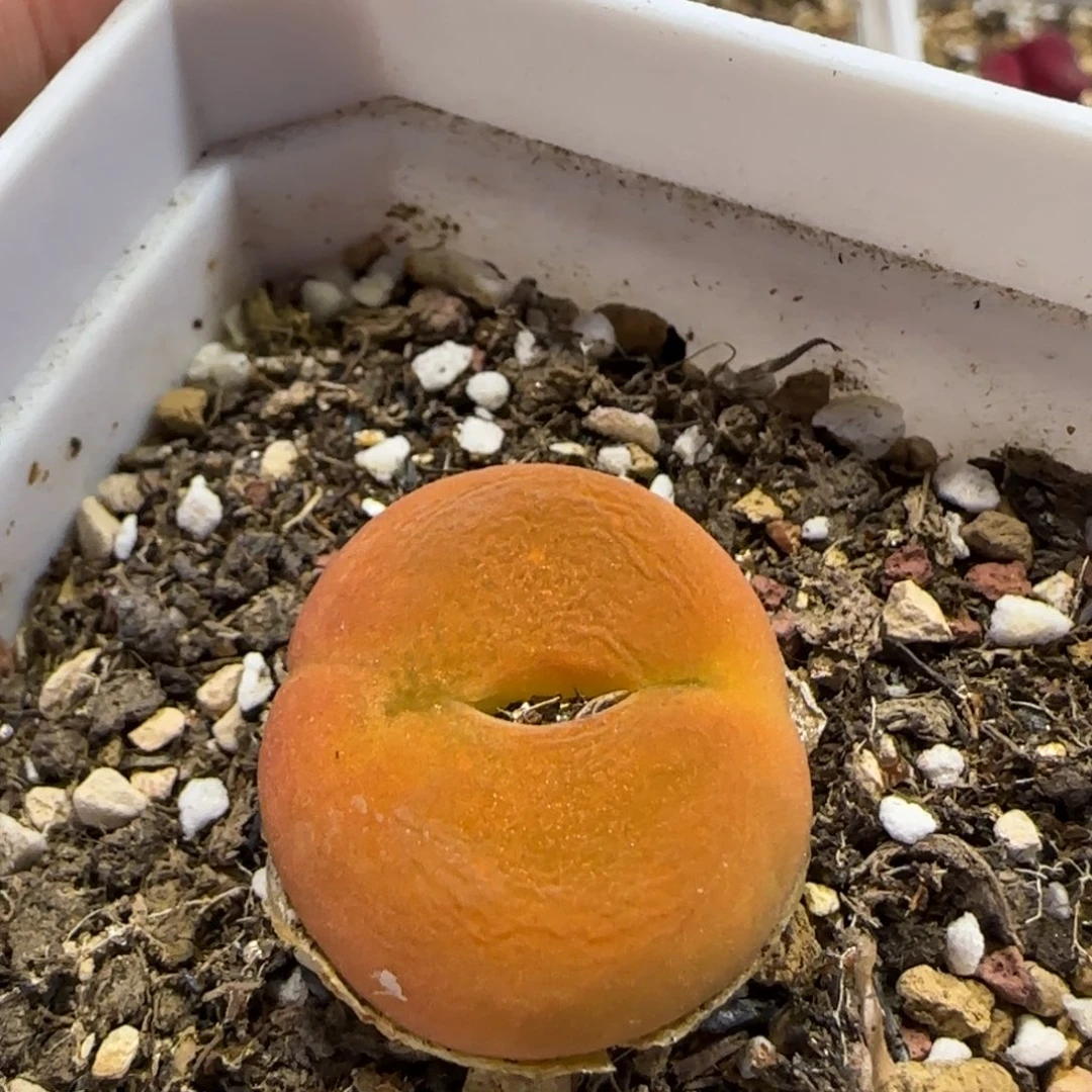 5.31。。蟠桃。。2004