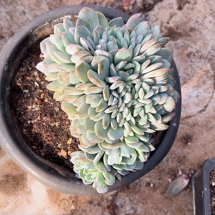 冰珀群生缀化多肉