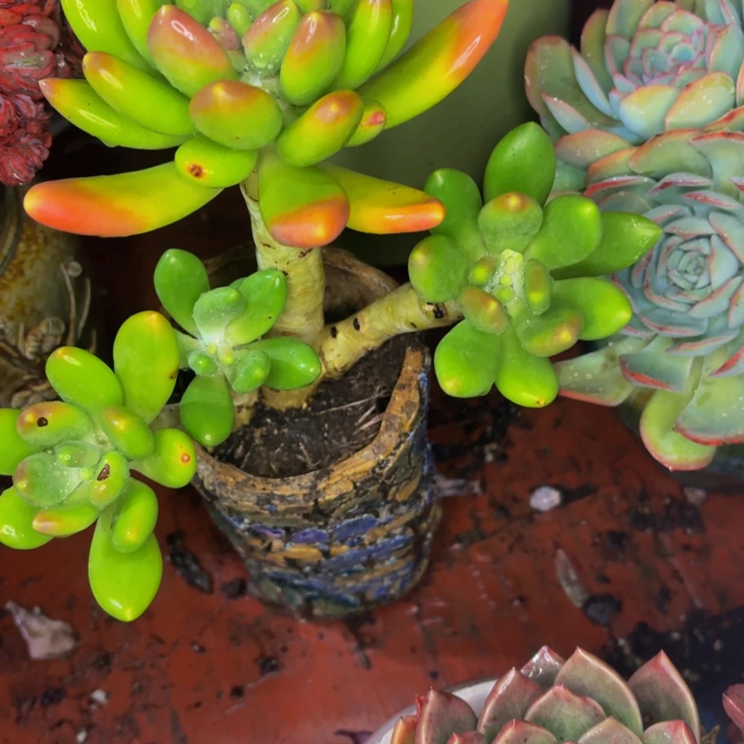 沉***金老桩精品肉肉芒果奶