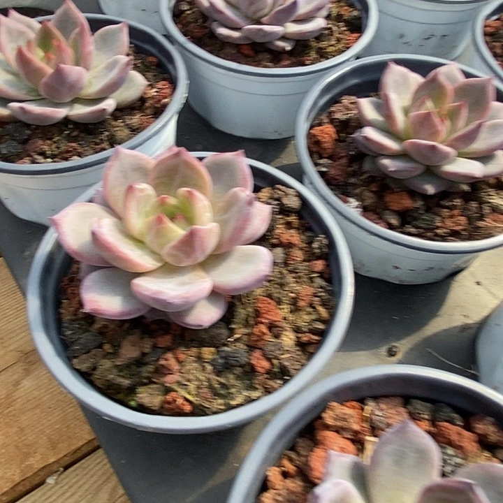 夜魔侠福利多多去拍