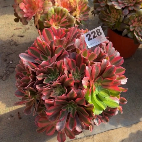 228桃妖多肉植物，