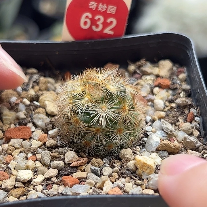 佛头嘉文丸一棵仙人球