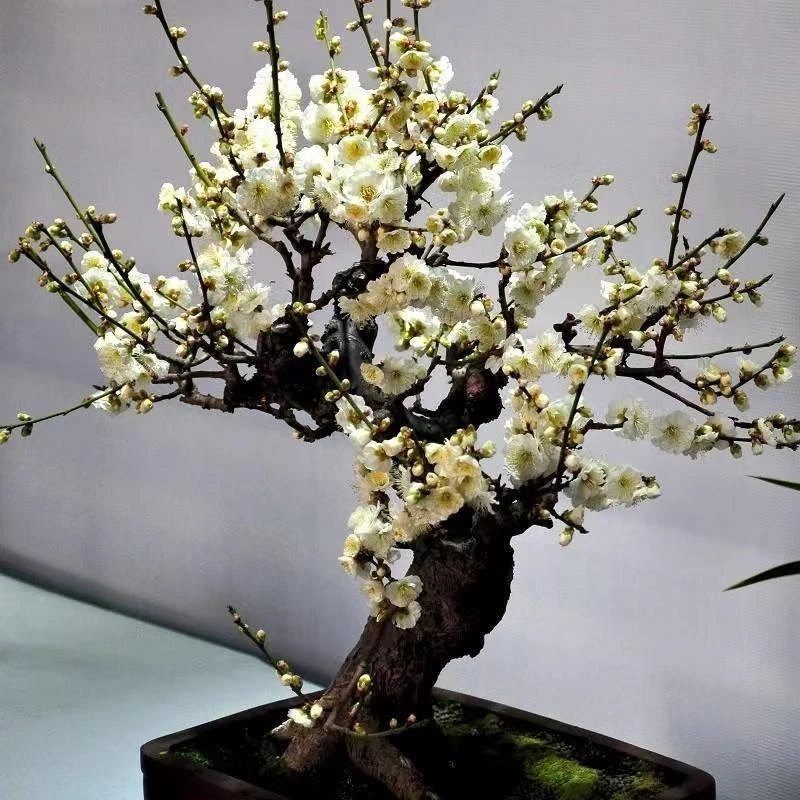 老桩绿梅梅花带花苞发货盆景花卉绿植年宵花