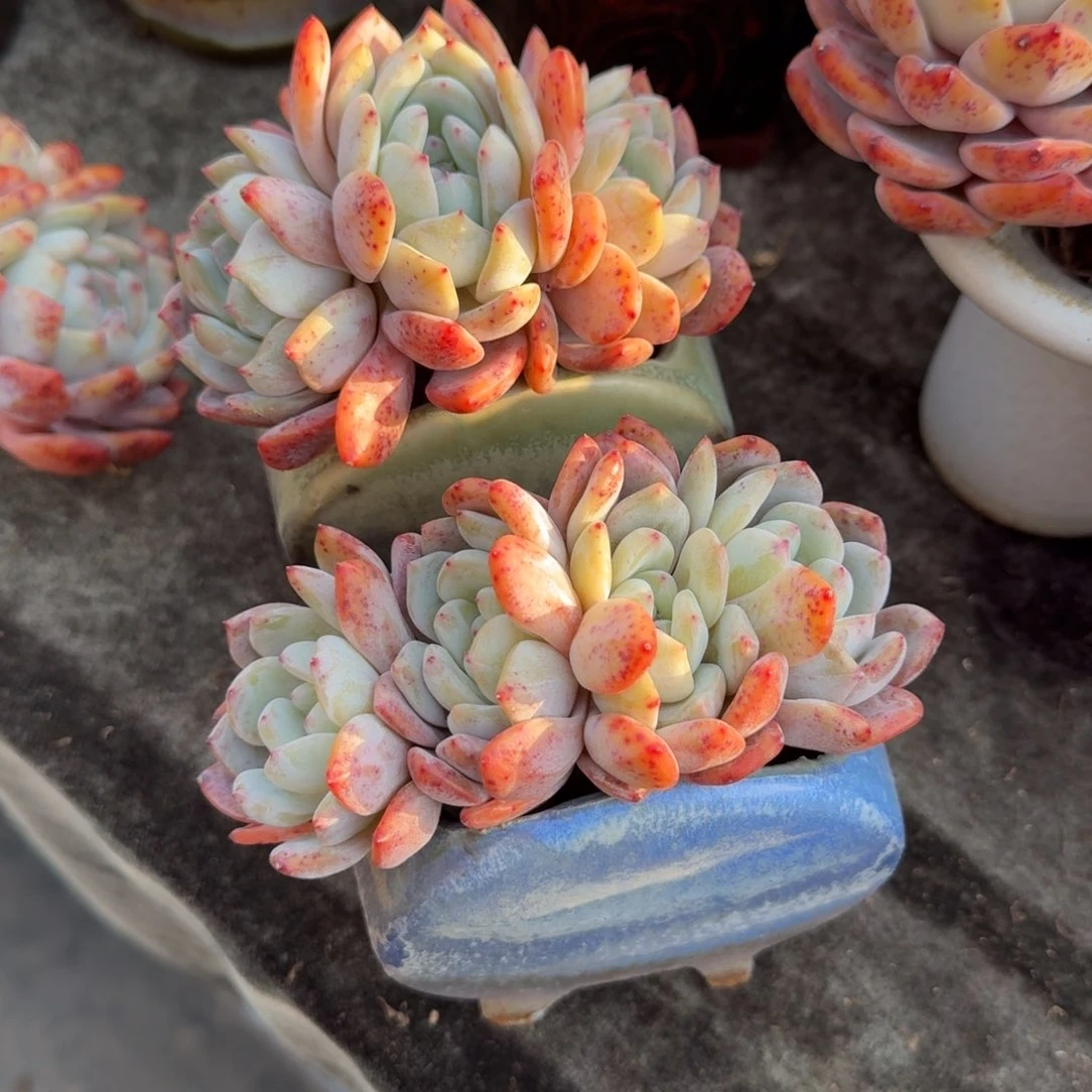 M*宁两个一组，专拍链接