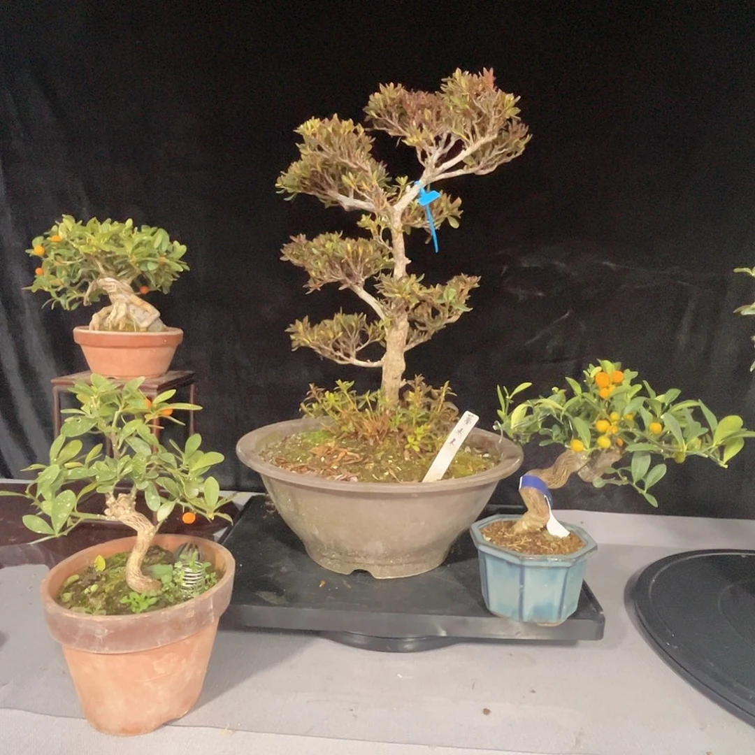 杂木盆景杜鹃一物一拍