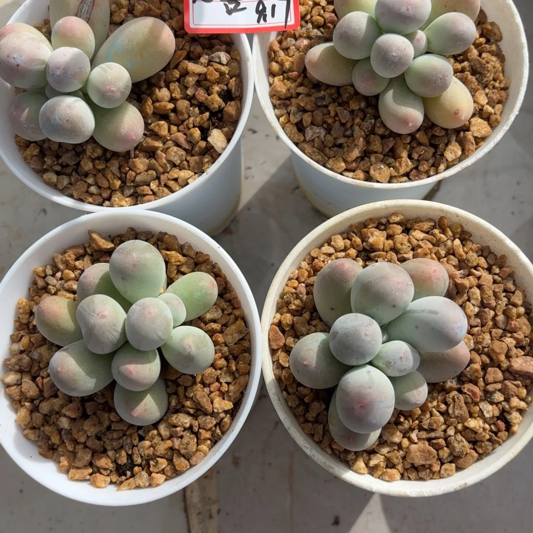 *****米可奶单头精控四个心善专拍9.17