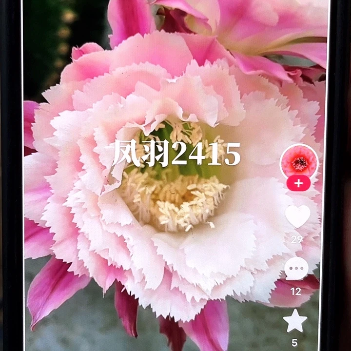 凤羽2415侧芽歪5公分左右满18包邮