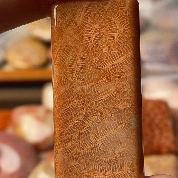 石***海硅化珊瑚未镶嵌颈饰