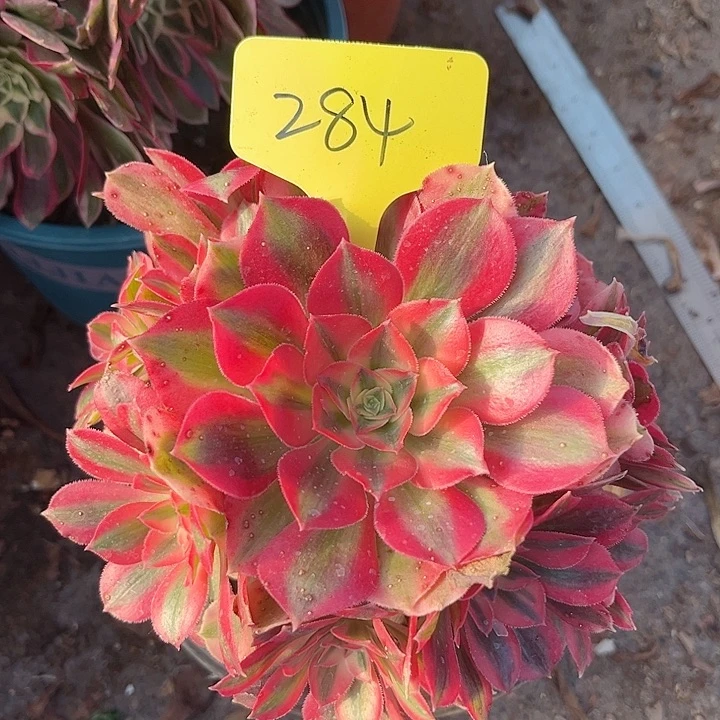 284一颗粉女巫法师